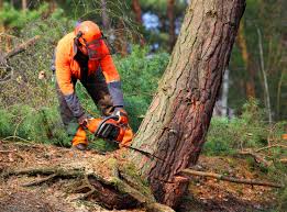 Professional Tree Removal and Landscaping Services in Water Valley, MS